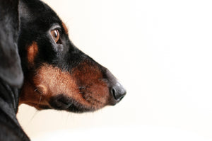 Photo of close up of a dachshund's face by Erda Estremera on Unsplash